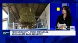 Tren Penurunan Produksi Minyak Kayu Putih Indonesia dan Dampaknya pada Industri