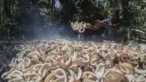 Peran Kopra sebagai Sumber Penghasilan Petani Pulau Meti
