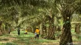 Membangun Industri Sawit Berkelanjutan untuk Pertumbuhan Ekonomi di Pangkalan Bun