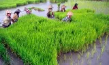 Kementan Catat Penerbitan 889 Sertifikat Hak PVT Guna Lindungi Nilai Bisnis Benih Unggul