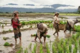 Realisasi Anggaran Pertanian Aceh Capai Rp 231,27 Miliar, 23 Ribu Hektare Lahan Masuk Kontrak Konstruksi