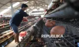 Strategi Perluasan Pasar dan Kemitraan untuk Memperkuat Investasi Industri Protein Nasional