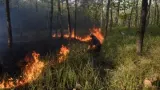 Kebakaran Lahan Bangka Tengah Tembus 118 Hektare, BPBD Rilis Panduan Keselamatan Lingkungan