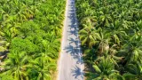 Penyebab Penurunan Produksi Sawit Nigeria dan Kerja Sama Strategis dengan Malaysia