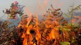 Kebakaran Lahan Melanda Gunung Anjing dan Lagadar, Kasus di Kabupaten Bandung Melonjak
