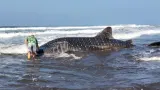 Seekor Hiu Paus Terdampar di Pantai Pengeragoan Jembrana